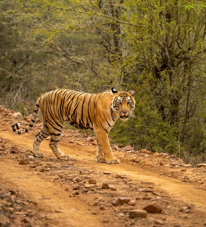 Sariska Safari